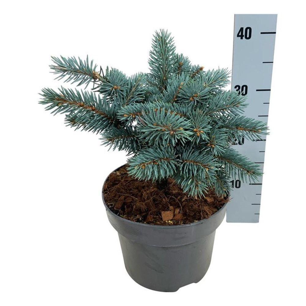 Picea pung. 'Karpaten' -R-.
