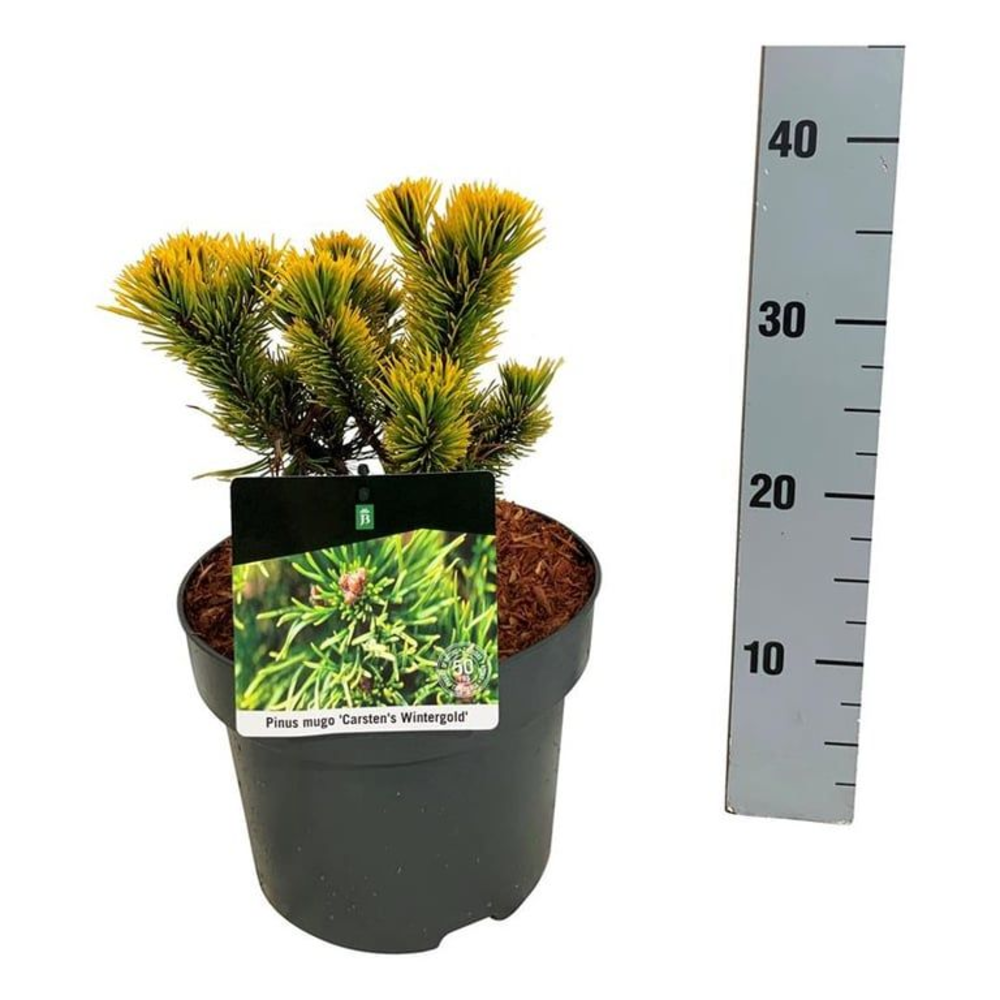 Pinus mugo 'Carsten's Wintergold'.