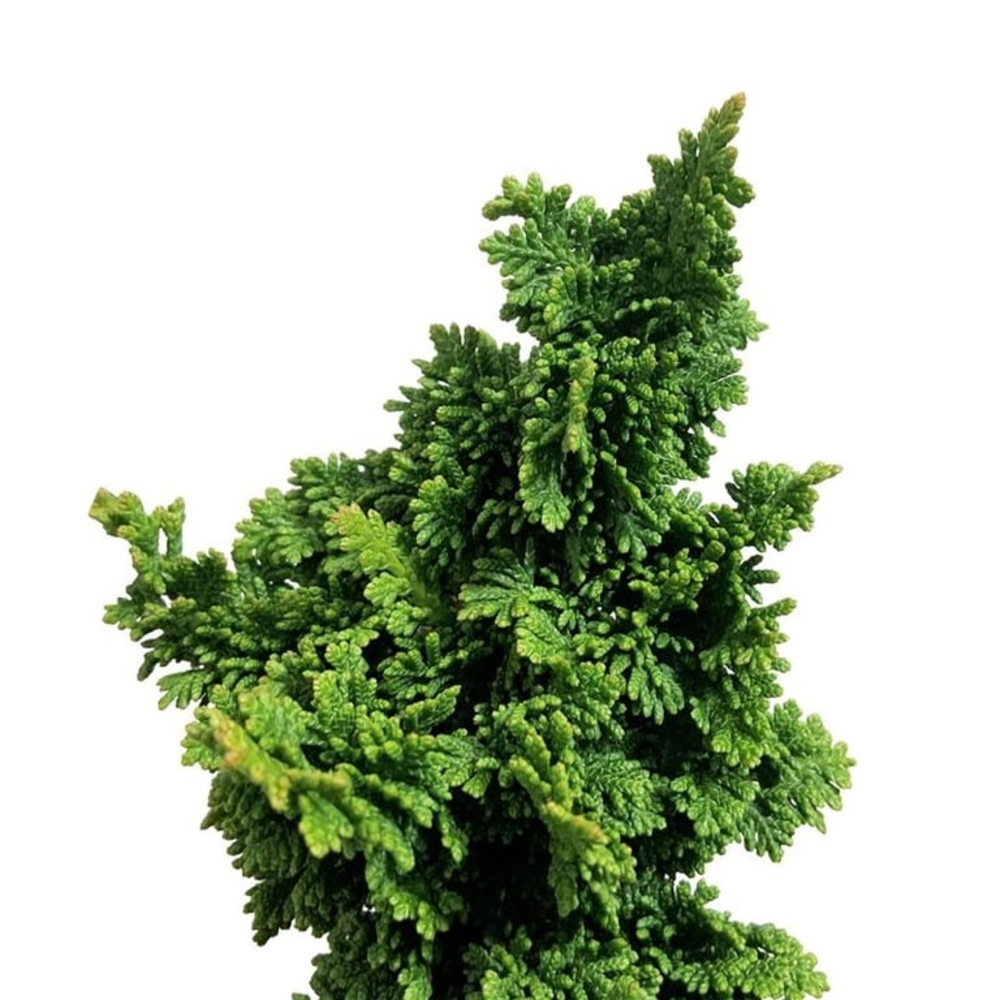 Thuja occ. Primo.