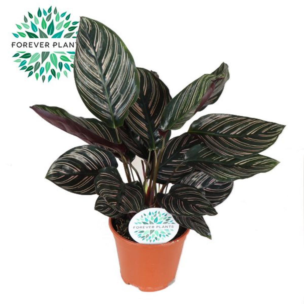 Calathea Ornata p14 PEAT FREE.