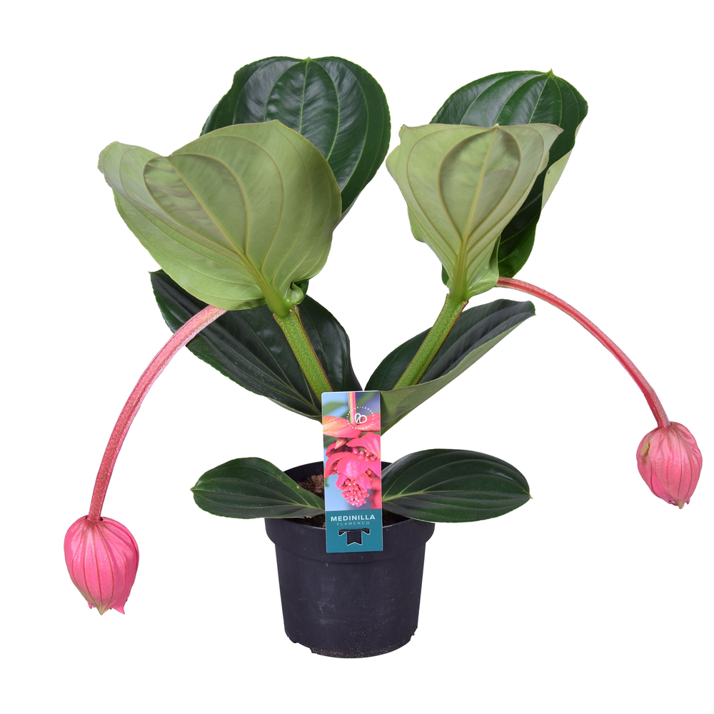 Medinilla Magnifica Flamenco 2 etage 2 knop.