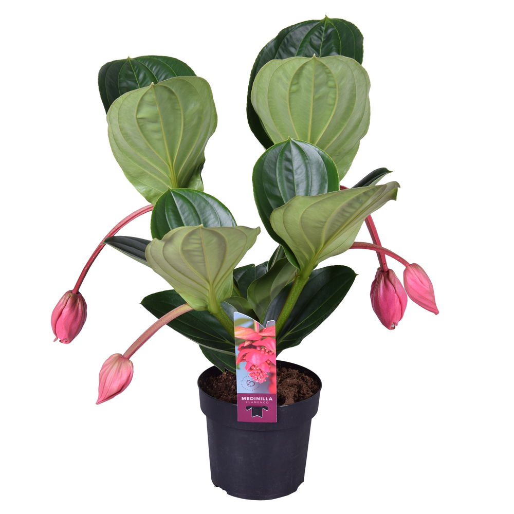 Medinilla Magnifica Flamenco 2 etage 4 knop.