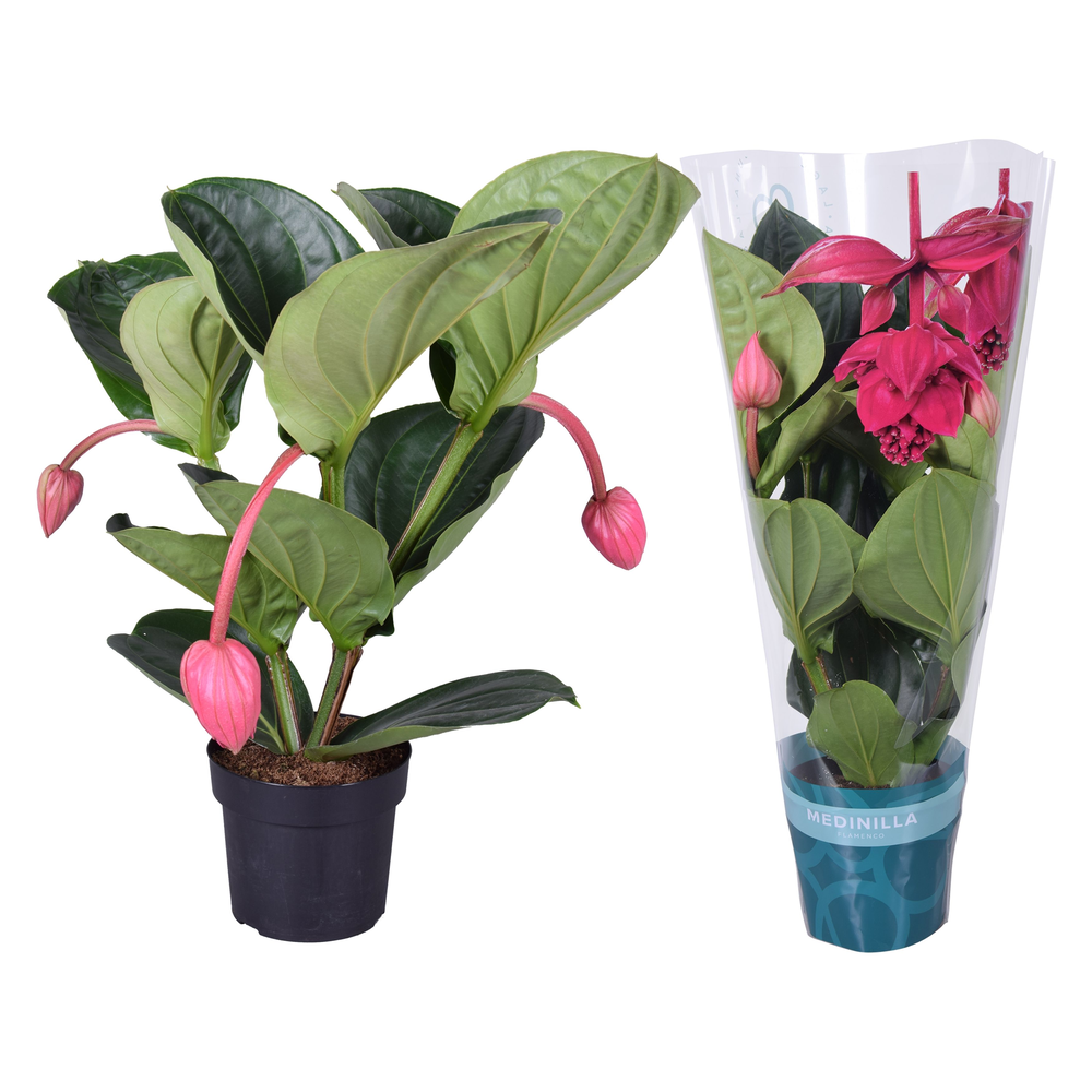 Medinilla Magnifica Flamenco 2 etage 3 knop in exc.
