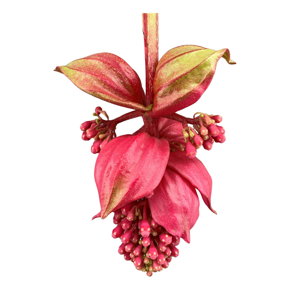 Medinilla Magnifica Flamenco 2 etage 4 knop in exc.