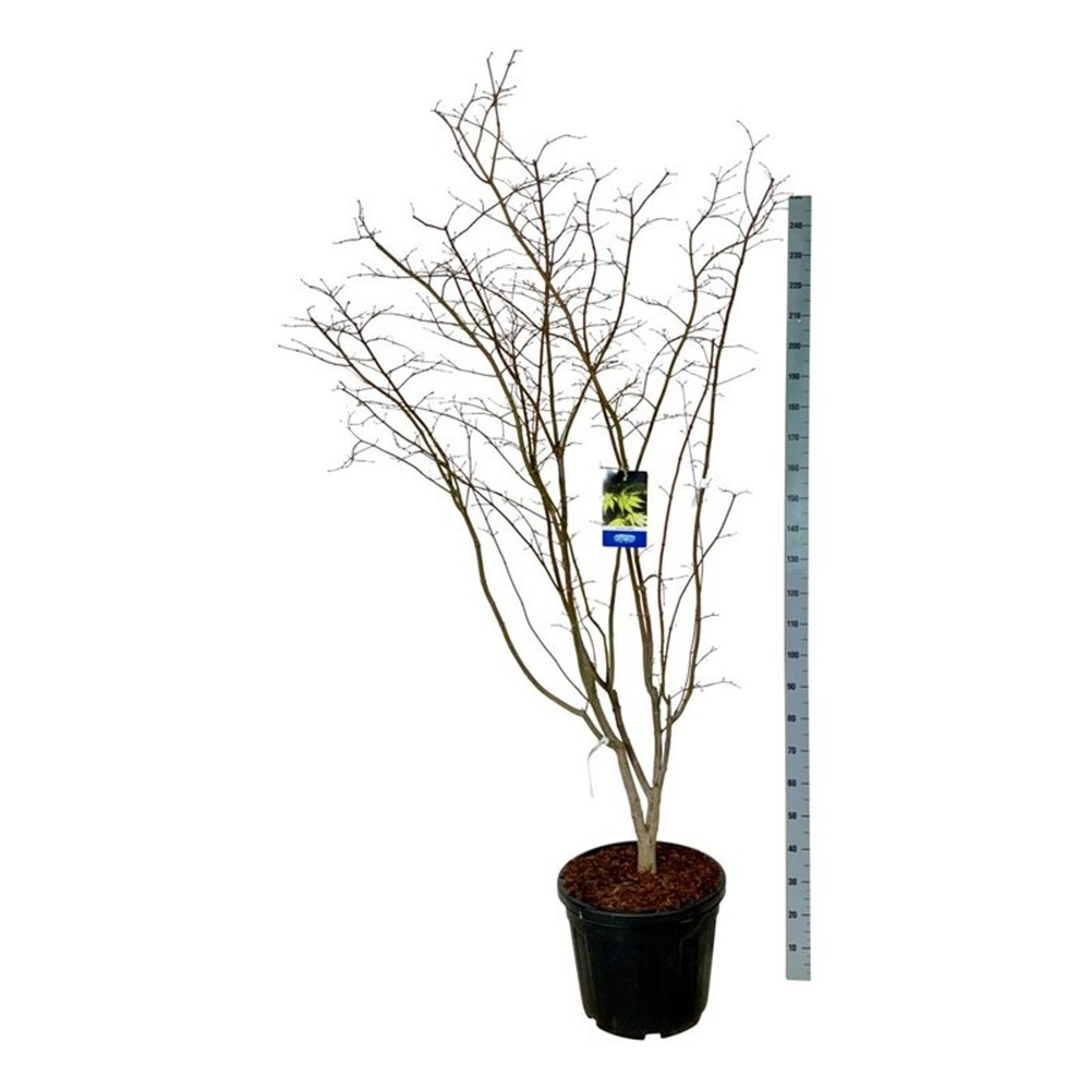 Acer Arctic Jade ®.