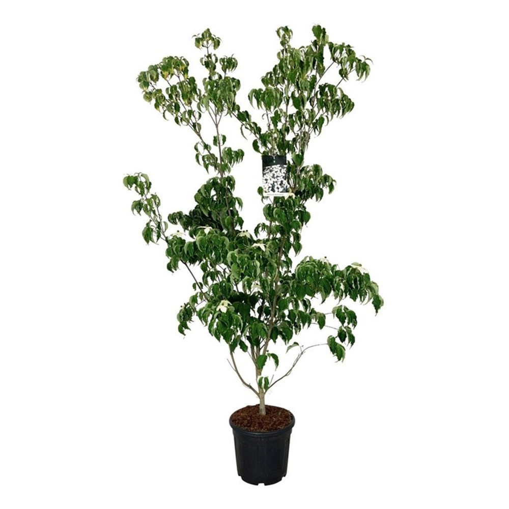 Cornus kousa 'Weisse Fontaine'.