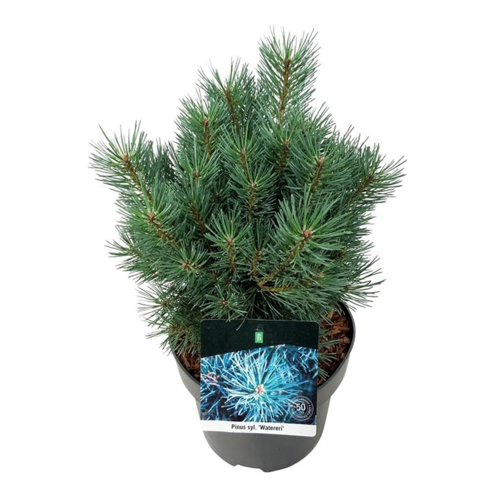 Pinus sylv. 'Watereri'.