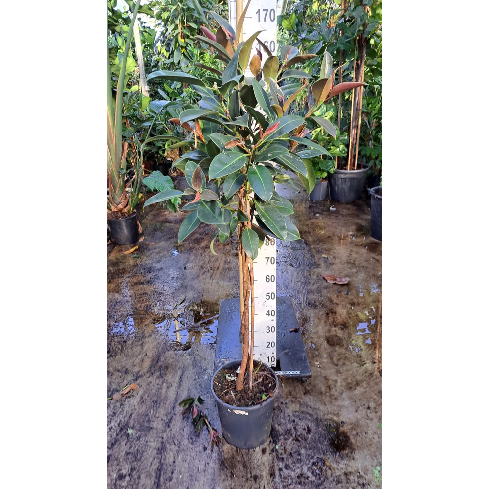 Ficus Elastica Melany gedraaide stam.