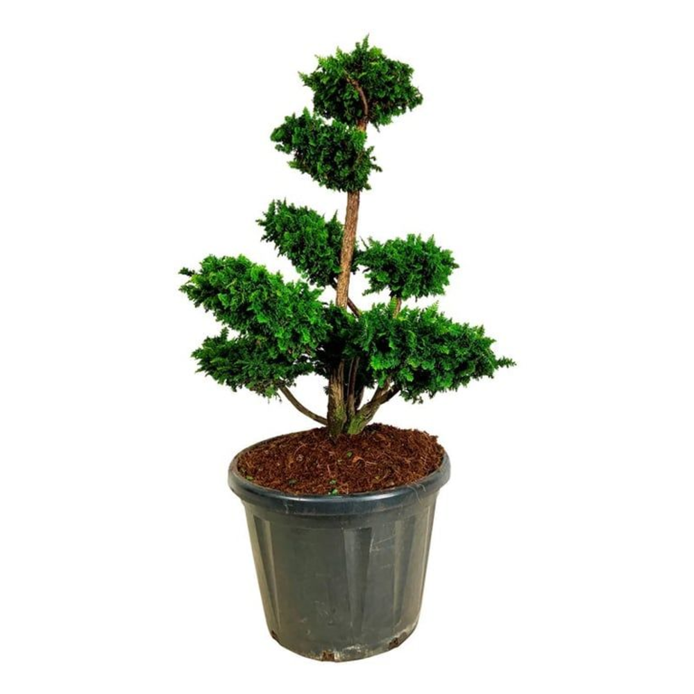 Chamaecyparis o. 'Teddy Bear'.