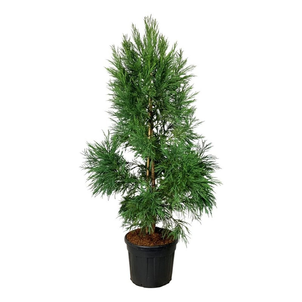 Cryptomeria j. 'Kitayama'.