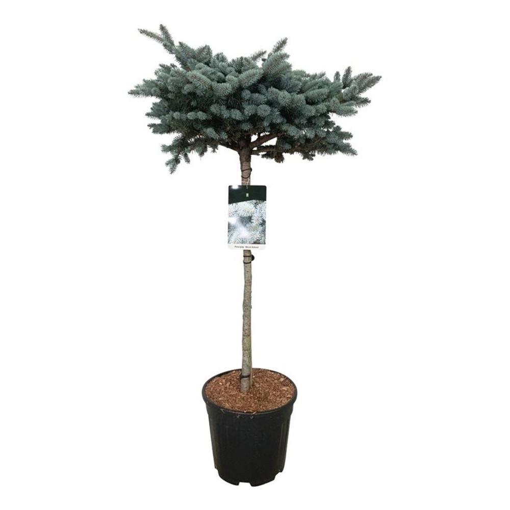 Picea pung. 'Glauca Globosa'.