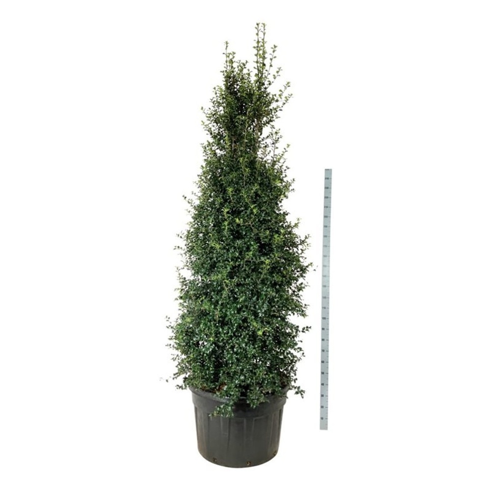 Ilex aquipernyi 'Dragon Lady'.