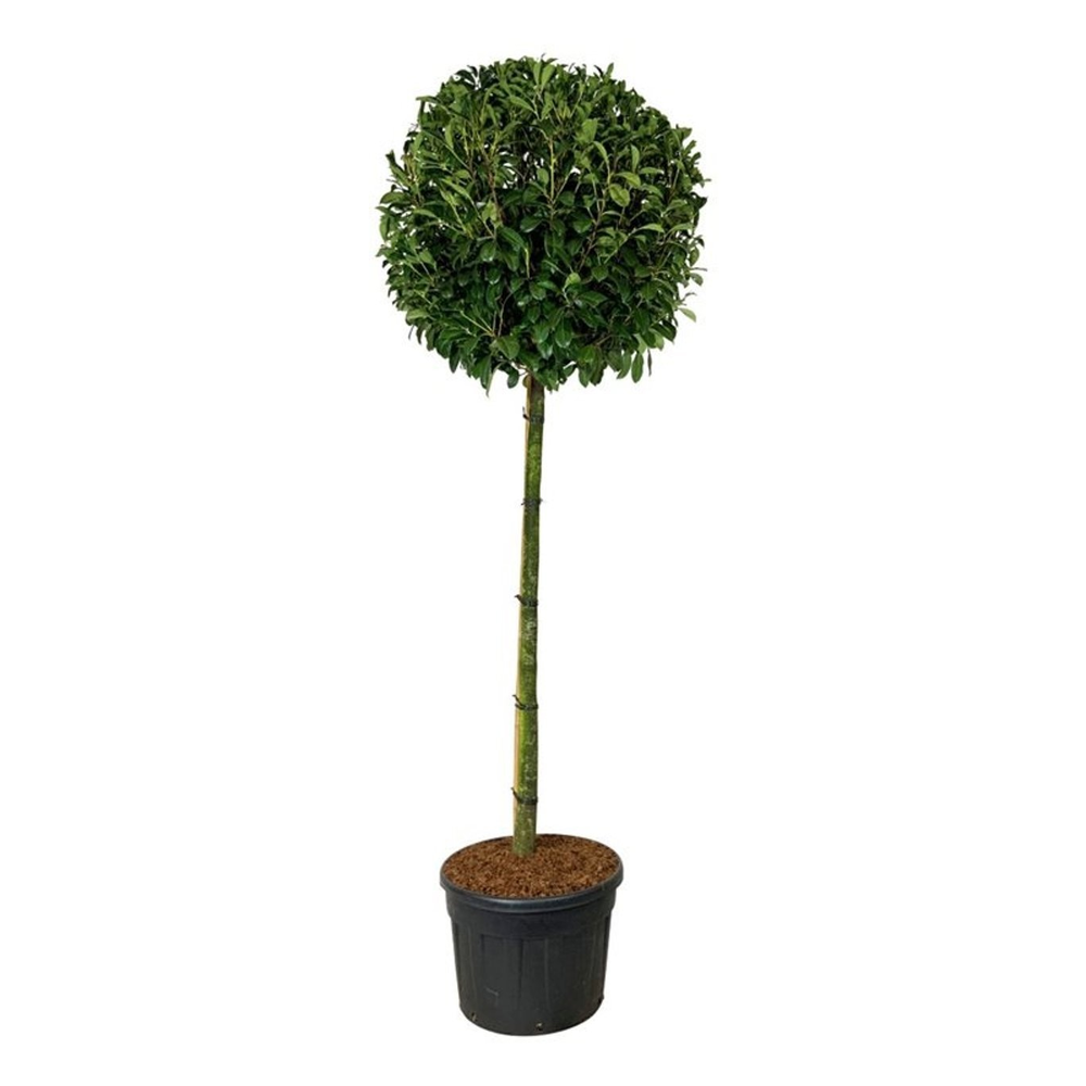 Prunus laur. 'Novita'.