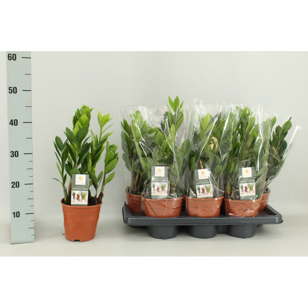 Zamioculcas 14cm.