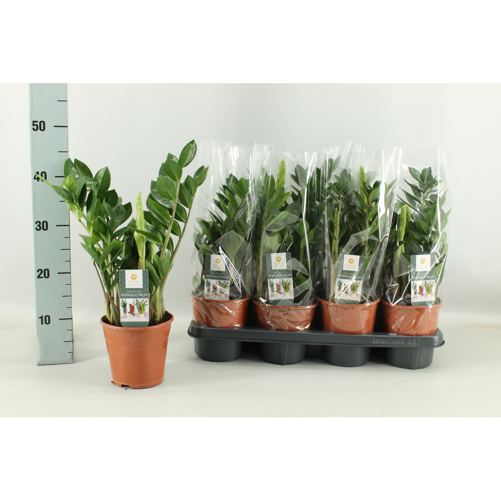 Zamioculcas 14 cm.