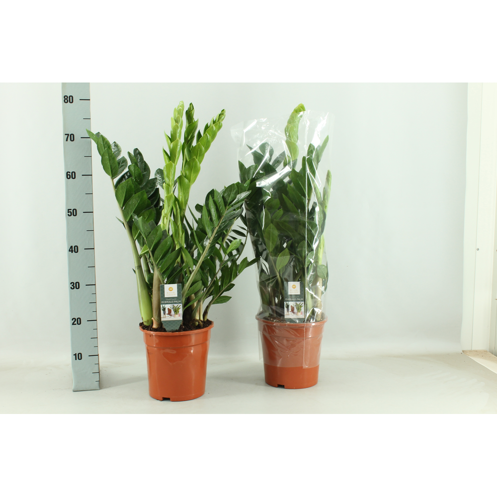 Zamioculcas 21cm.