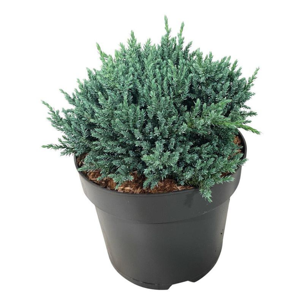 Juniperus squa. 'Tropical Blue'.