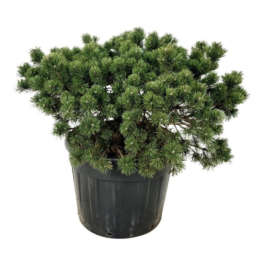 Pinus mugo 'Gnom'.