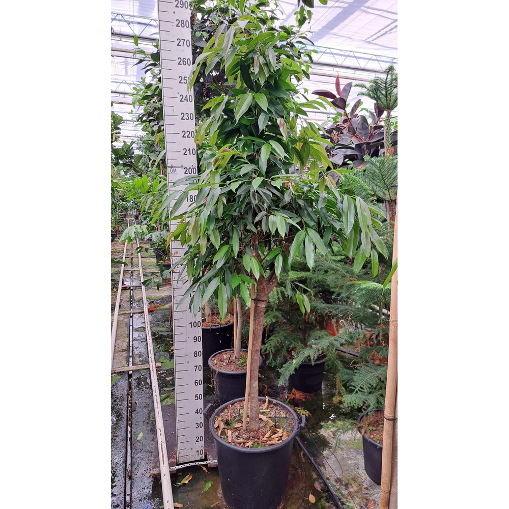 Ficus Amstel King stam 260.