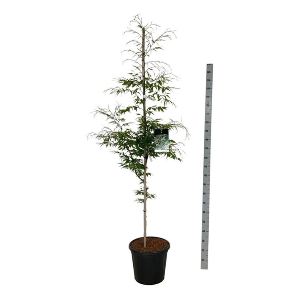 Fagus syl. 'Aspleniifolia'.