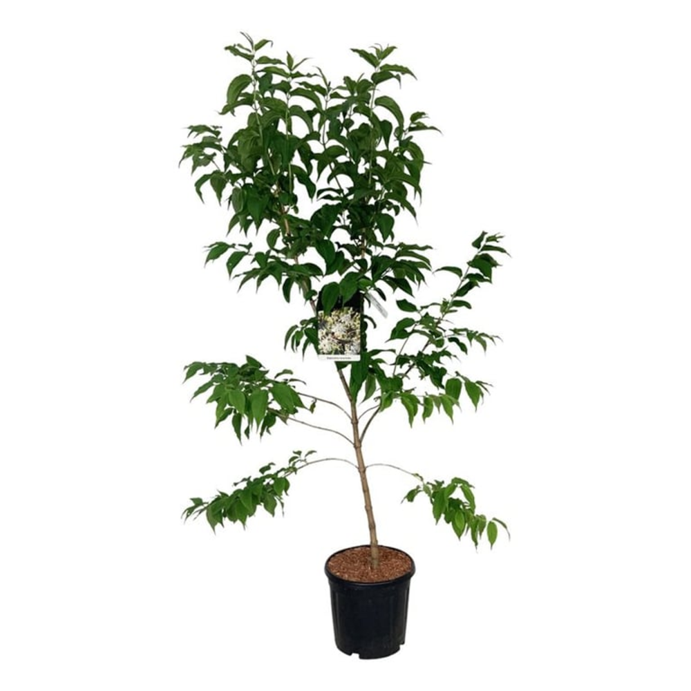 Heptacodium miconioides.