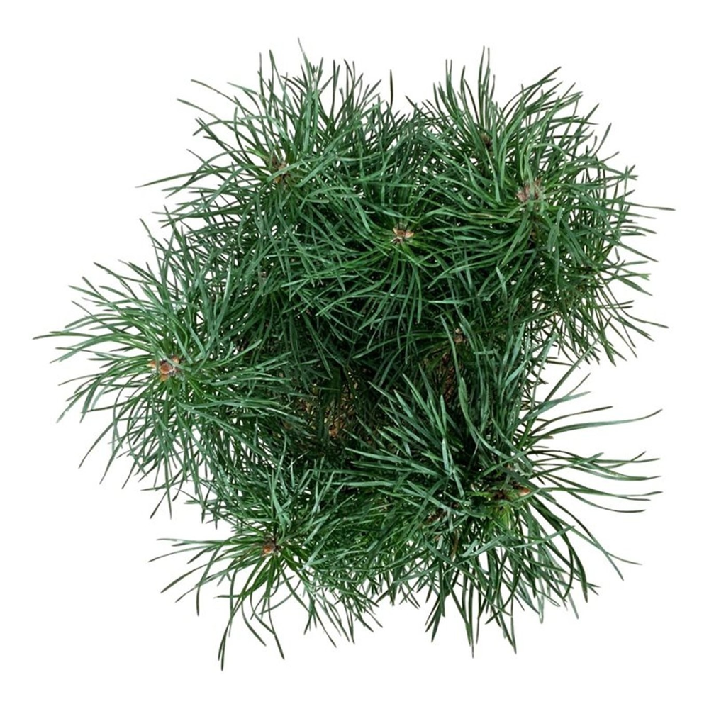 Pinus sylv. 'Blue Pearl' ®.