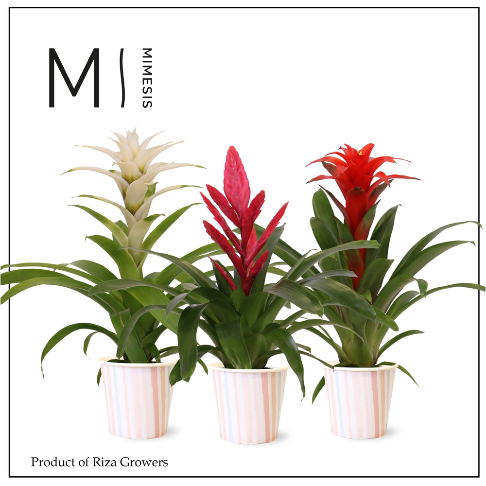 Bromelia Love - 12cm in Lille | Mimesis.