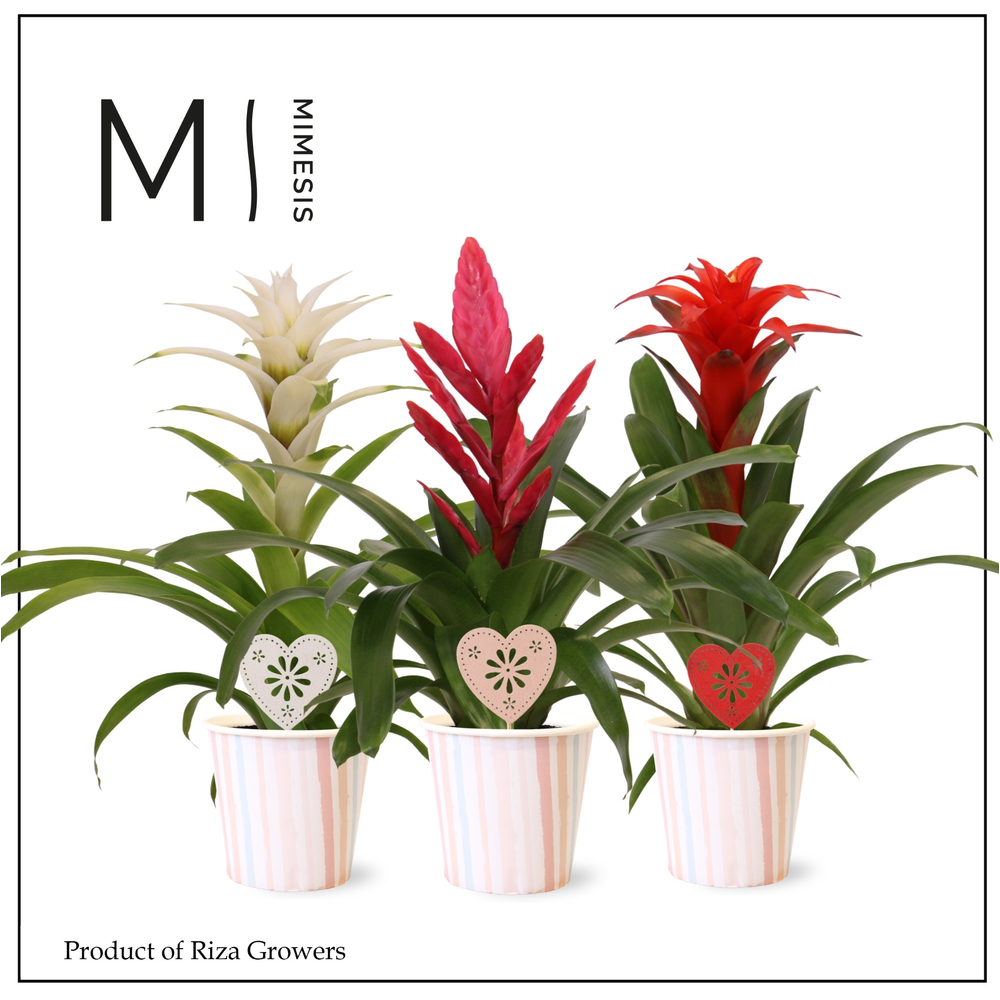Bromelia Love - 12cm in Lille + deco | Mimesis.