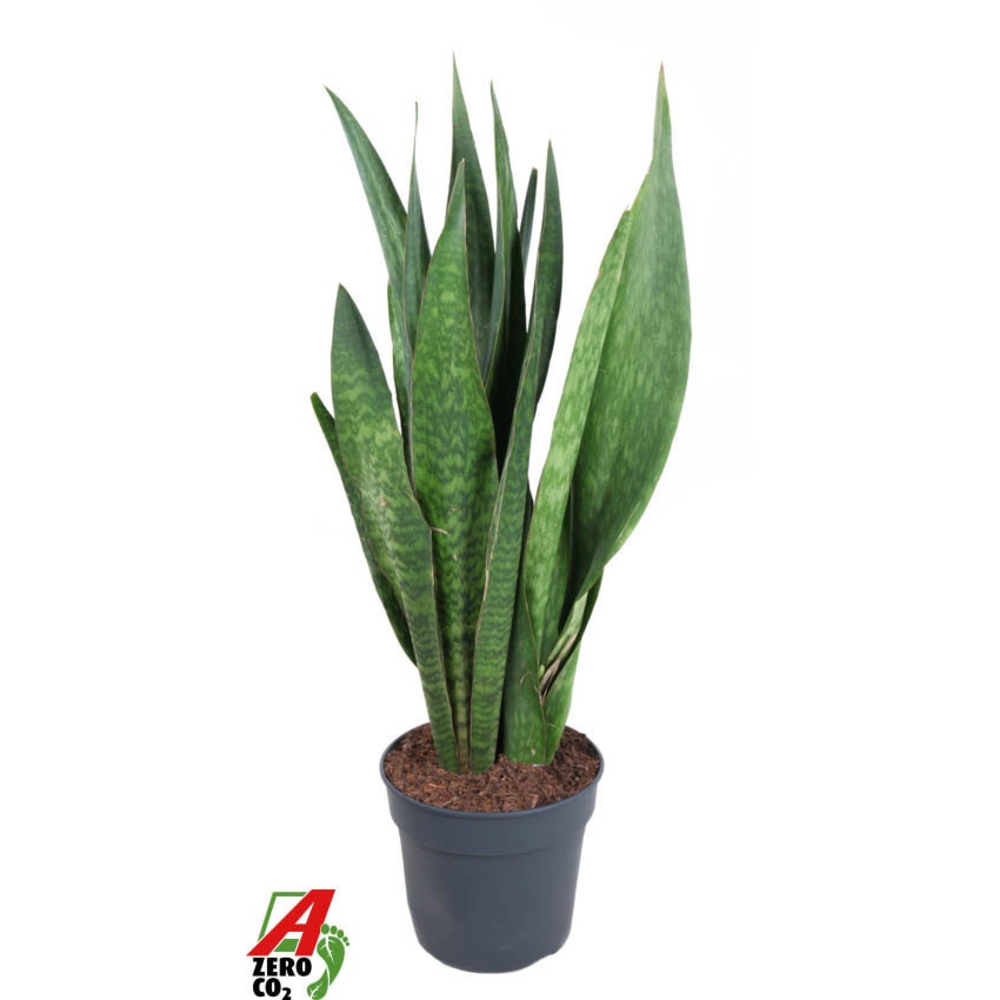 Sansevieria Sauvage P34.