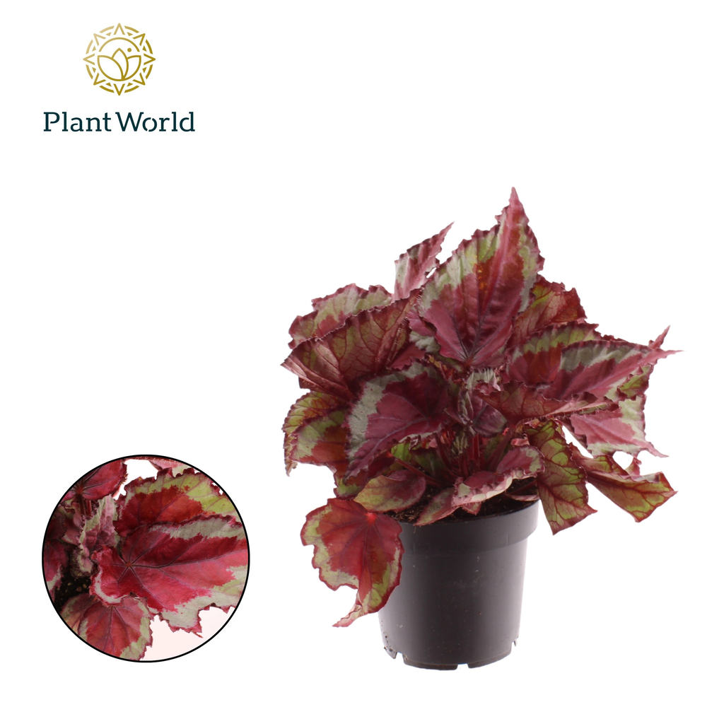 Begonia rex Spitfire.