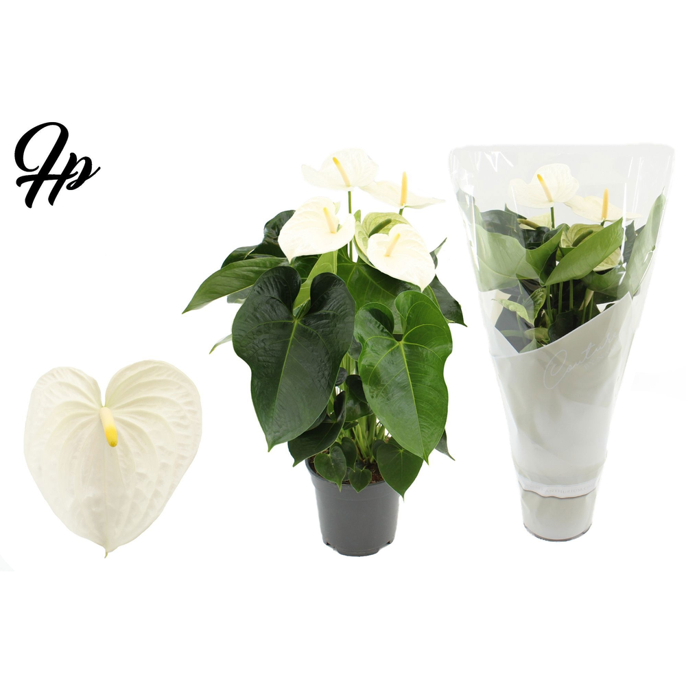 Anthurium 17 cm Alpine in Couture sleeve.