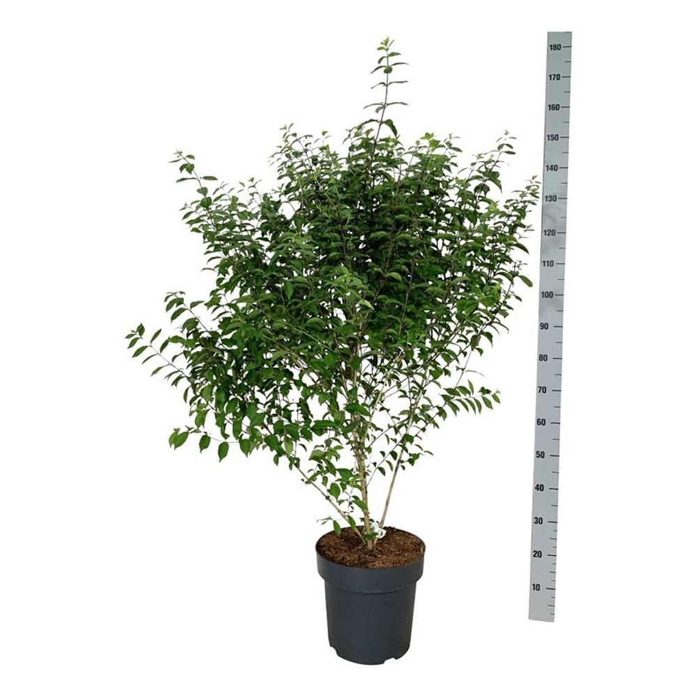 Callicarpa dichotoma 'Issai'.