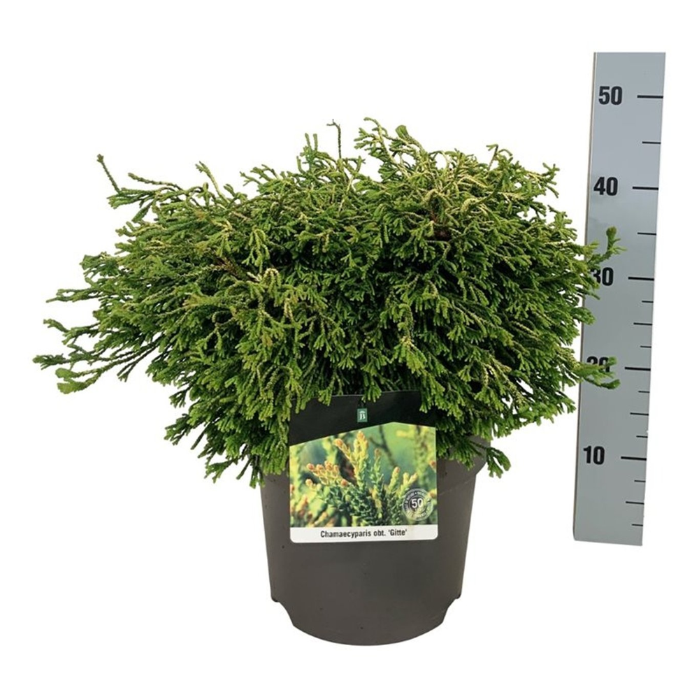 Chamaecyparis o. 'Gitte'.