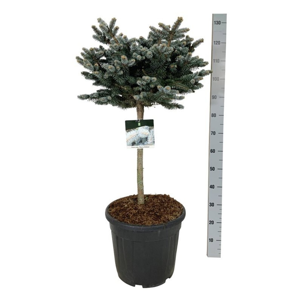 Picea pung. 'Glauca Globosa'.
