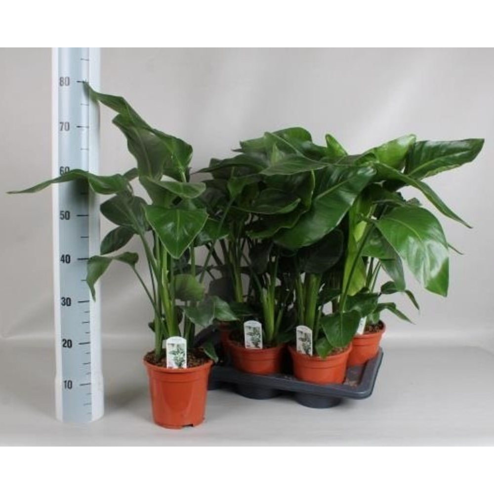 Strelitzia Nicolai 3 stek 80-90cm.