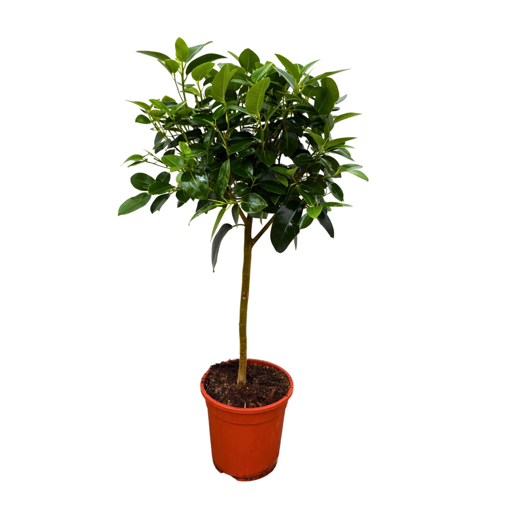 Ficus 'Australis' - 100cm.