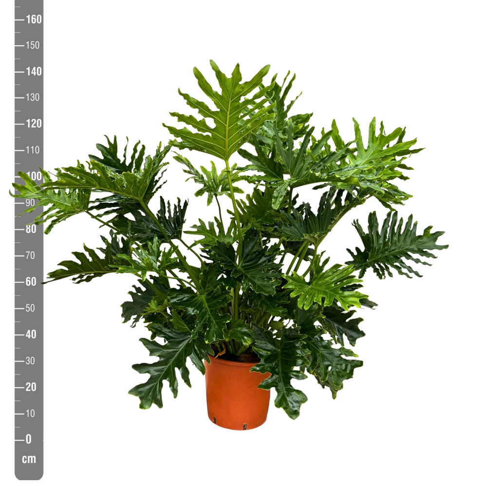 Philodendron Selloum - 140cm.