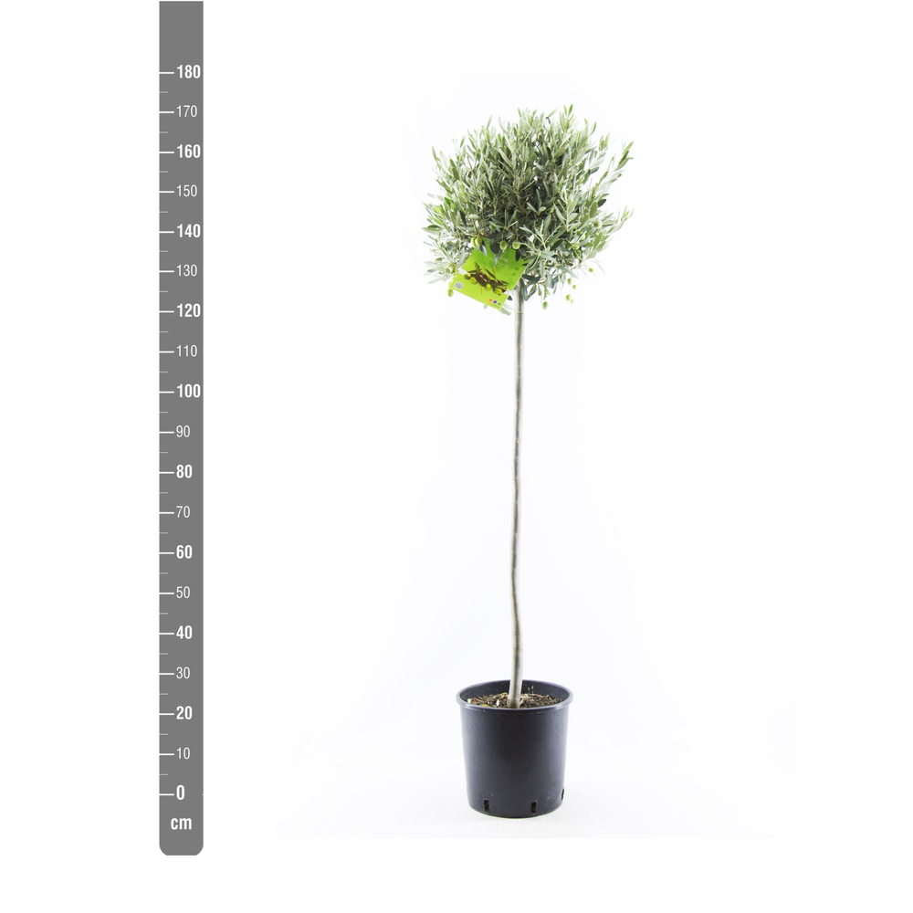Olea Europaea stem - 170cm