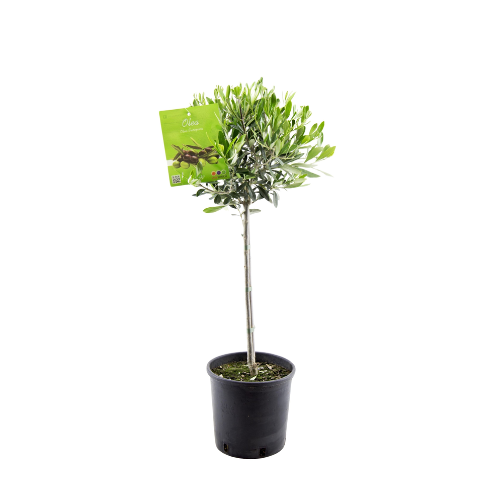 Olea Europaea stem - 80cm