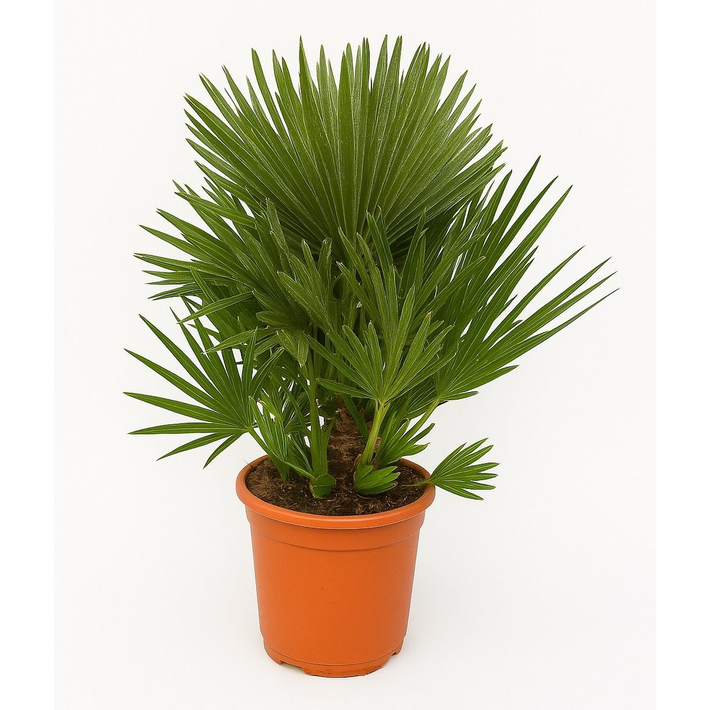 Chamaerops Humilis Vulcano - 80cm.