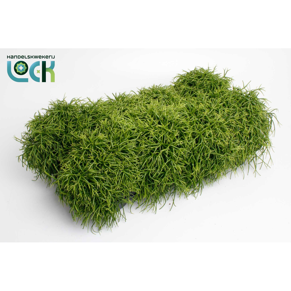 Rhipsalis Baccifera Oasis.