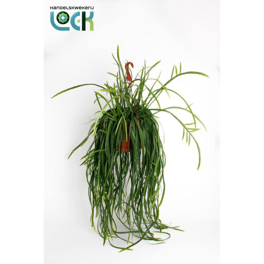 Lepismium Bolivianum.