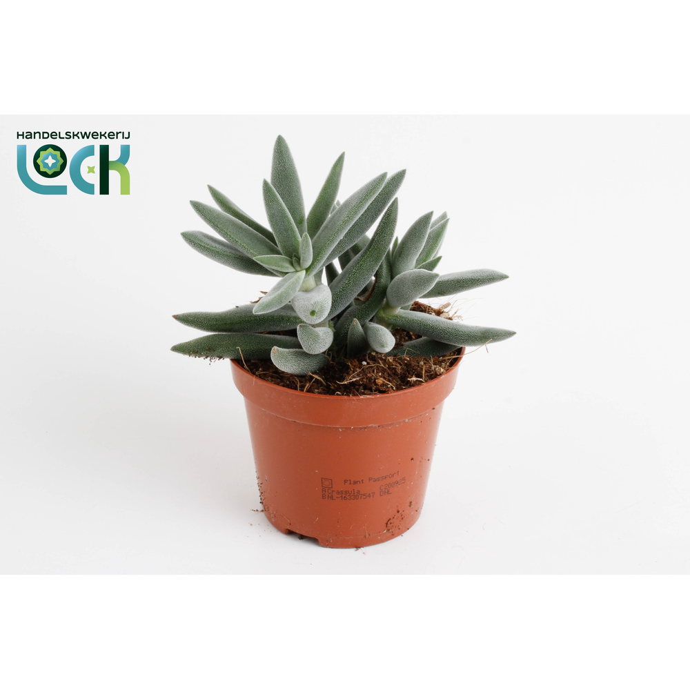 Crassula Silver.