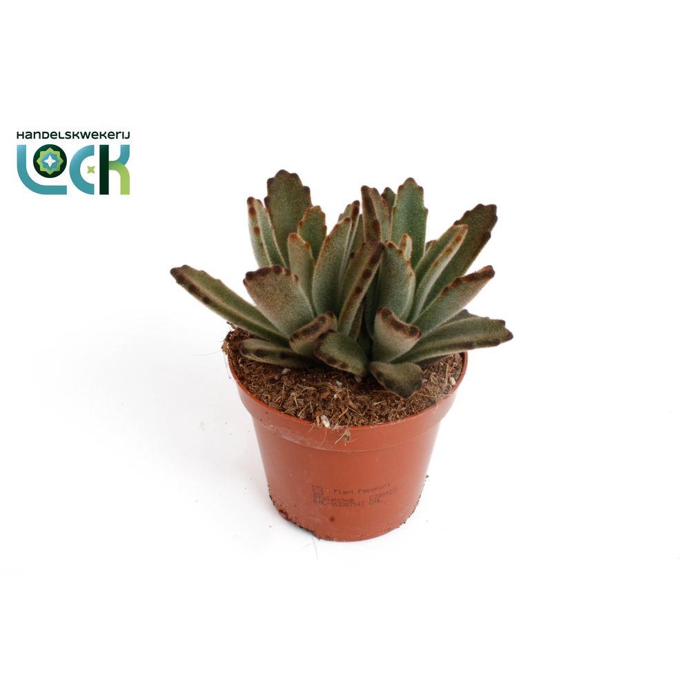 Kalanchoe Tomentosa Aida.
