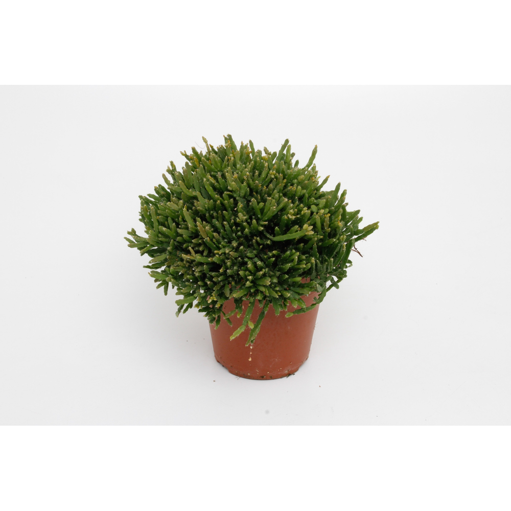 Rhipsalis Ewaldiana.