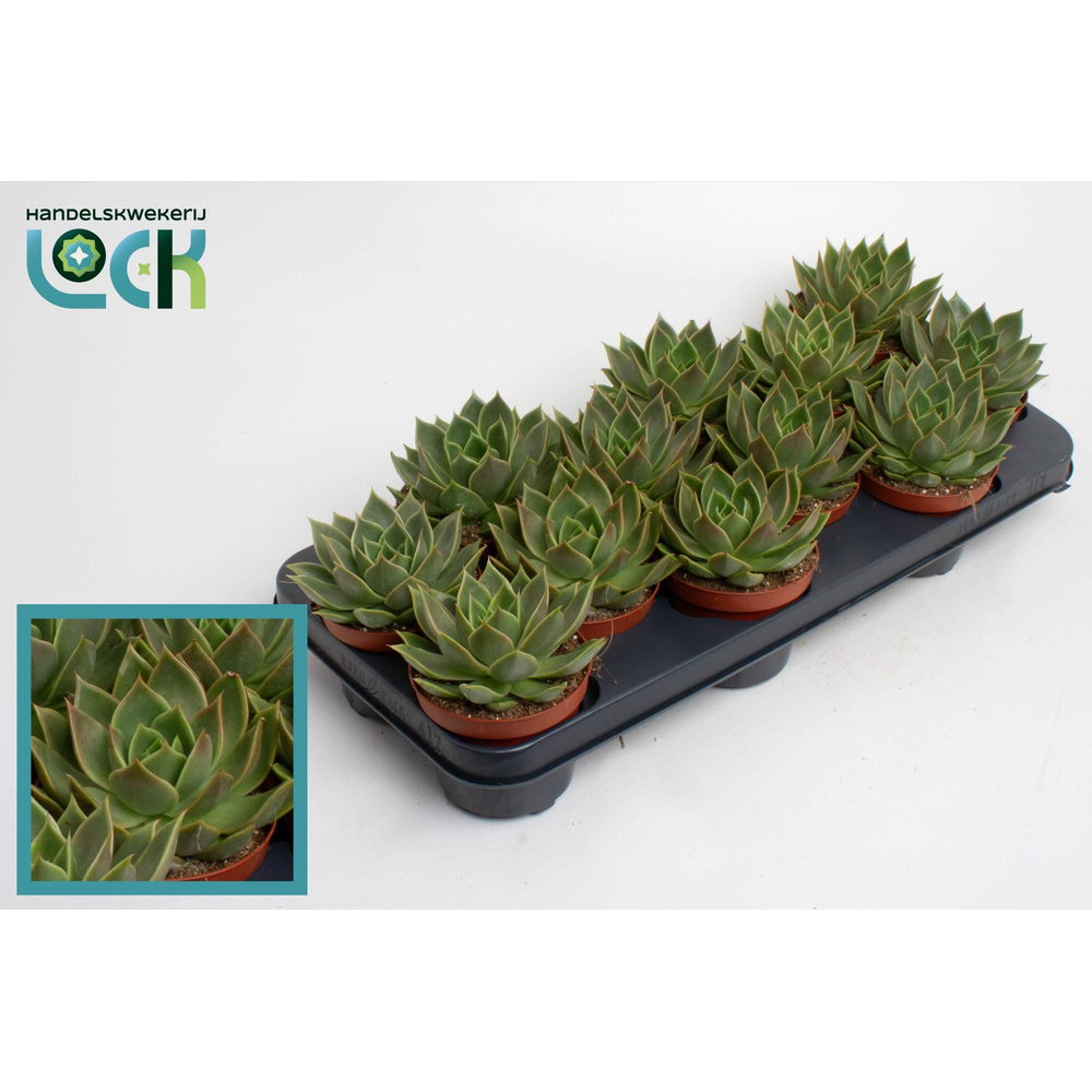 Echeveria Agavoides.