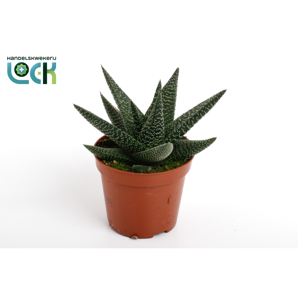 Haworthia Gasworthia (Royal Highness).