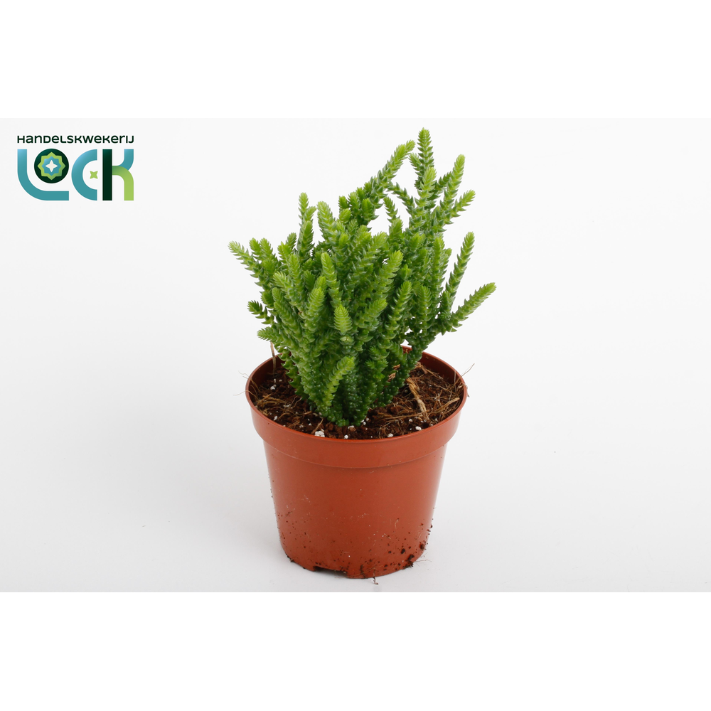 Crassula Licopodioides.