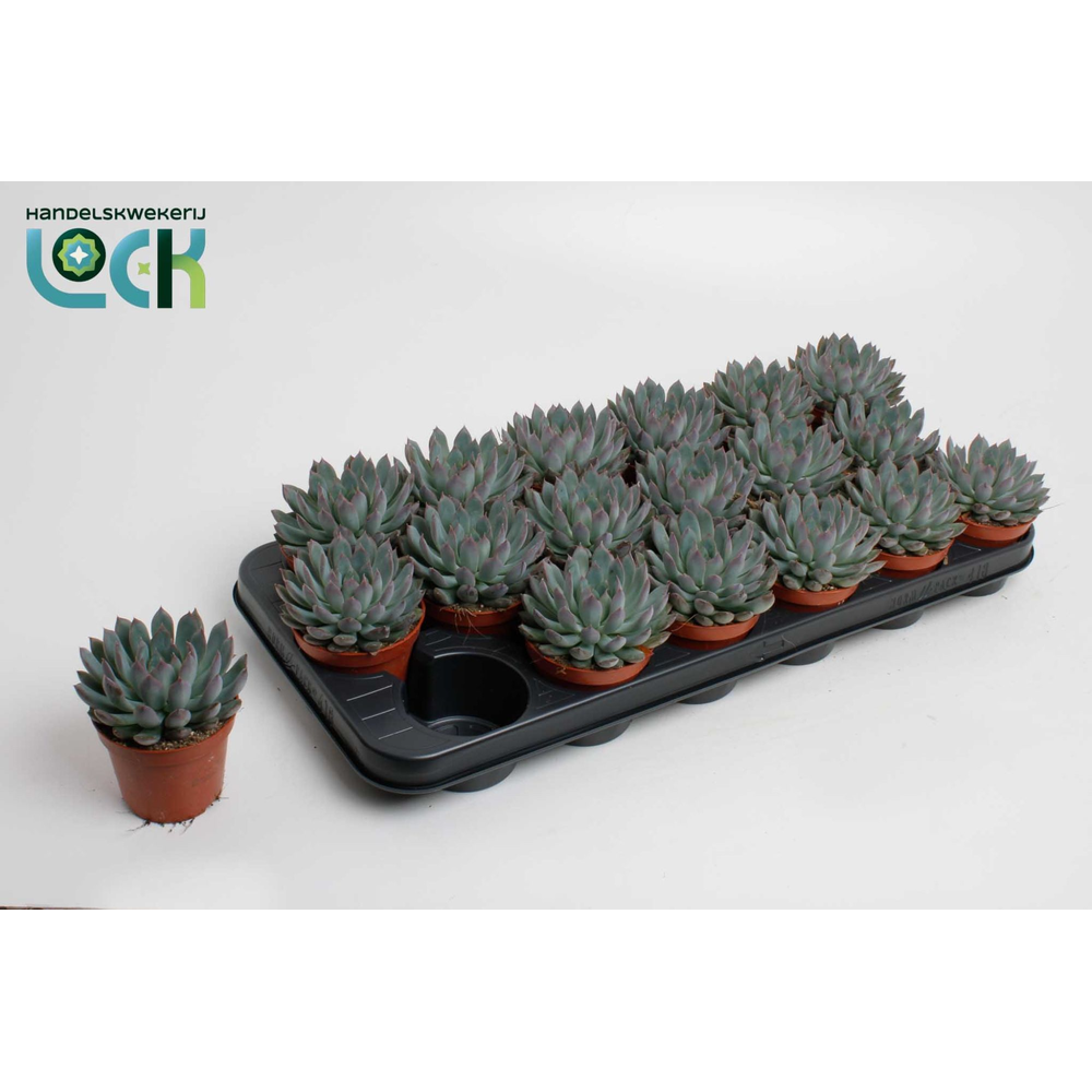 Echeveria Pelisuda.