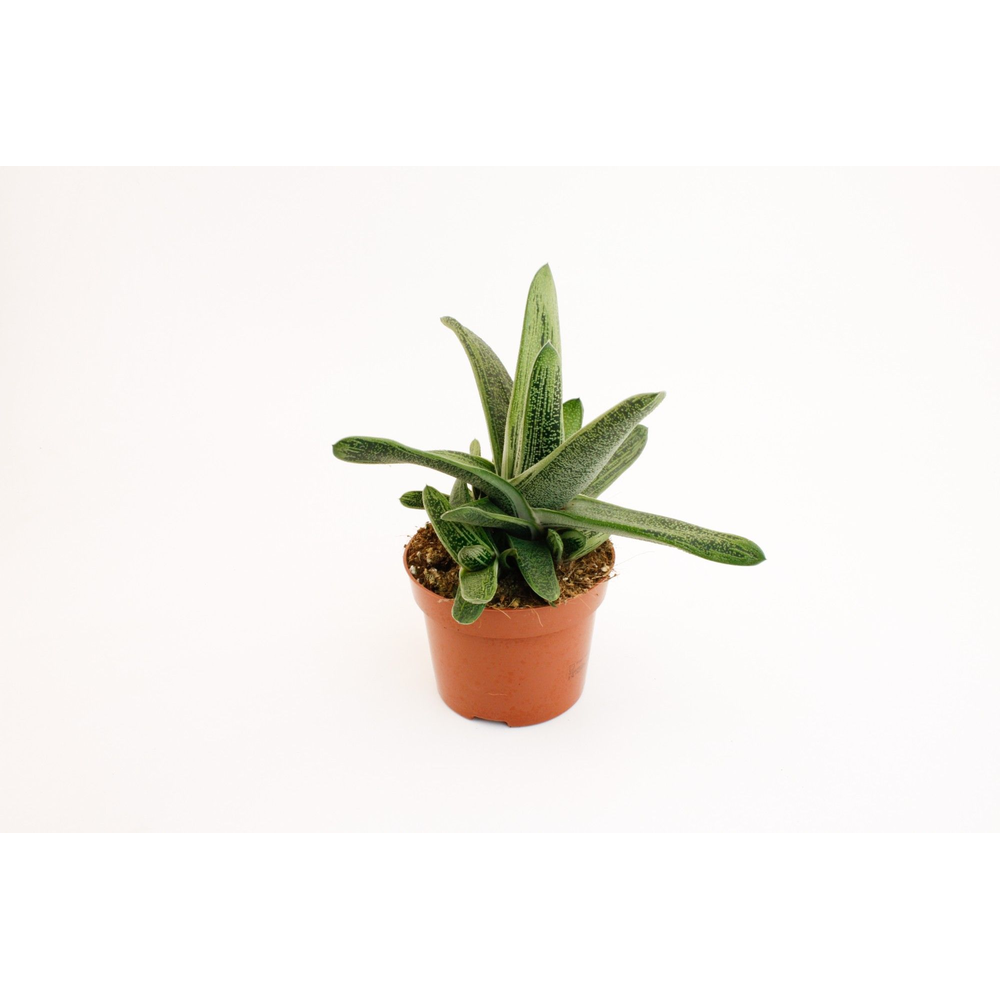 Gasteria Littele Worthy.